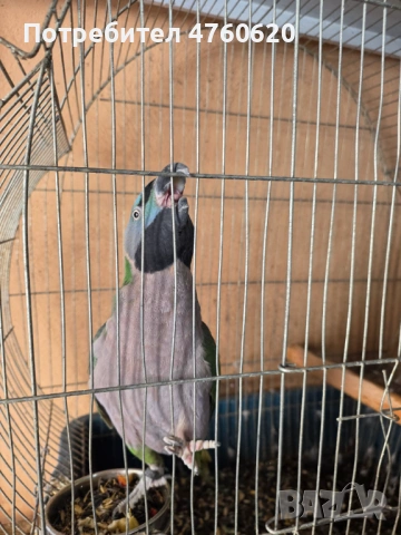 Папагали, снимка 2 - Папагали - 53785170