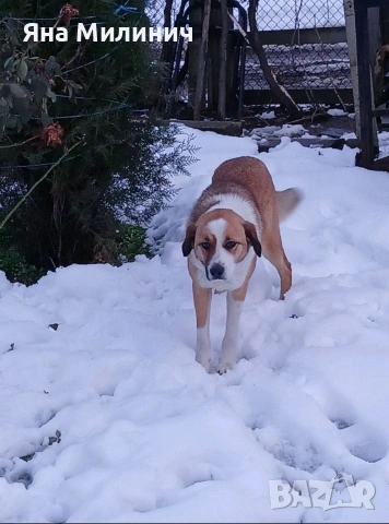 Малка госпожица търси своето семейство , снимка 3 - Други - 53589932