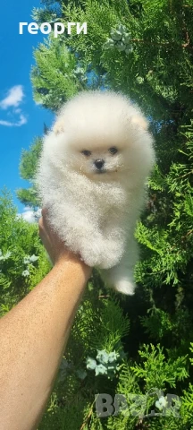 померан померанче, снимка 3 - Померан - 51192687