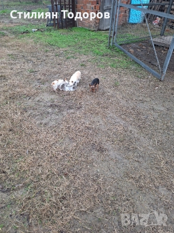 Продават се 