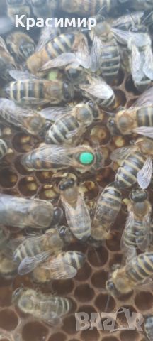 Пчелни майки и отводки рег. Номер 5567-0278 , снимка 1 - За пчели - 32094069