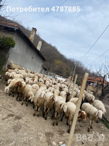 Продавам стадо овце 150бр, снимка 2 - Овце - 54093916