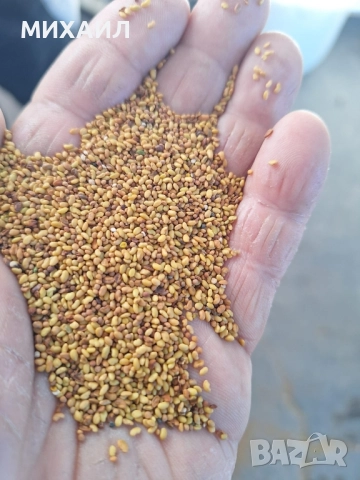 Семена люцерна Приста 3 и Плевен 6, снимка 2 - Сортови семена и луковици - 52380151