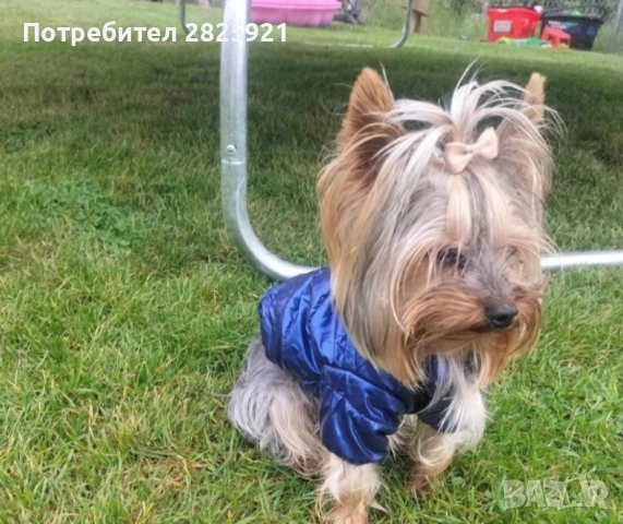 Йорки бебе, снимка 9 - Йоркширски териер - 52694965