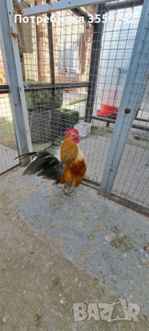 Малай серама, снимка 2 - Кокошки и пуйки - 52774584