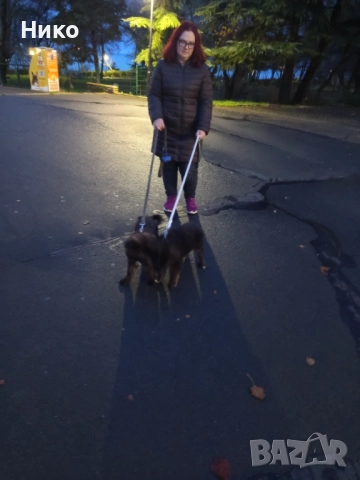 Черни немски овчарки , снимка 3 - Немска овчарка - 52702916