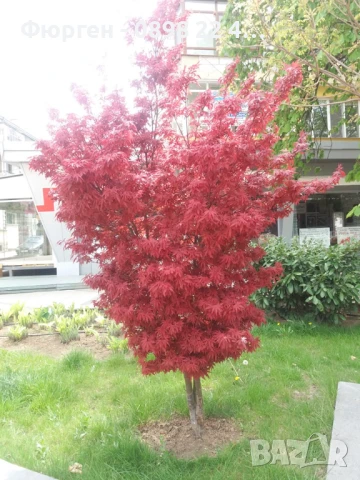 Японски клен - АЦЕР Налични 5 вида Студоустойчиви, снимка 2 - Разсади - 50406492