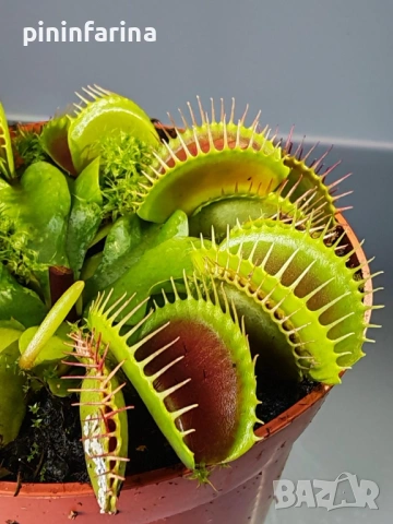 Уникален подарък за 8 март – хищни растения, които впечатляват!, снимка 3 - Градински цветя и растения - 53629961
