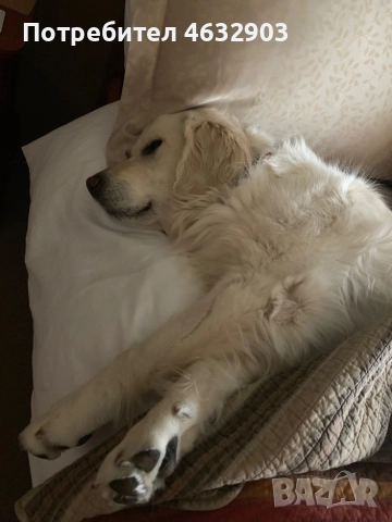 голдън ретривър момче кремаво, снимка 12 - Голдън ретривър - 52775962