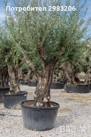 Продавам маслинови дървета