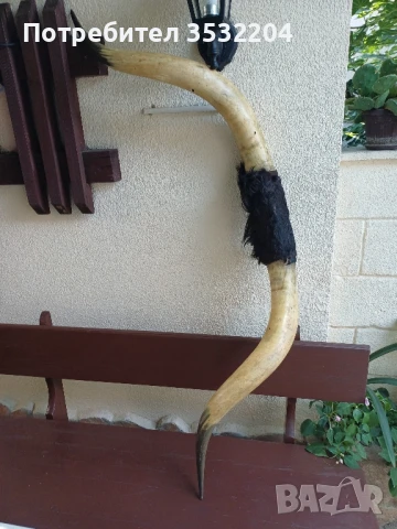 Големи биволски рога, снимка 4 - Други ценни предмети - 51359502
