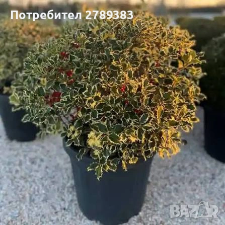 Пъстролистен илекс, снимка 3 - Градински цветя и растения - 53444026