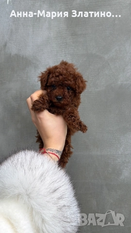 Той пудел ред браун , снимка 11 - Други - 52886172