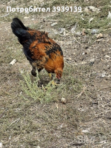 продавам петли , снимка 5 - Кокошки и пуйки - 51807625