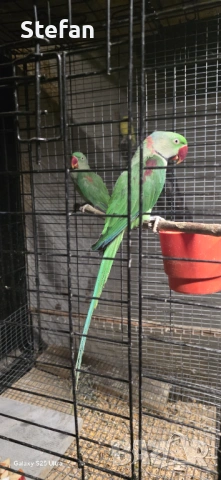 Голям александър