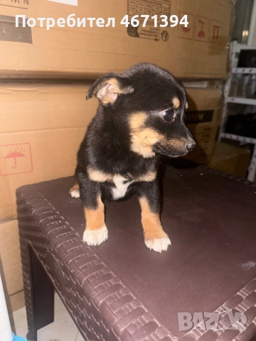 Немски пинчери на 2 месеца