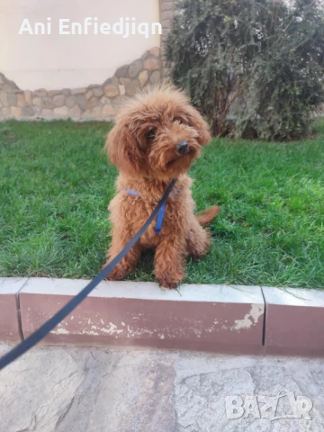 Пудел Той/Poodle Toy, снимка 1