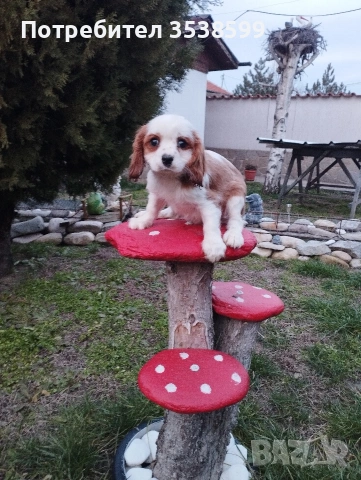 Кавалер Кинг Чарлз Шпаньол 