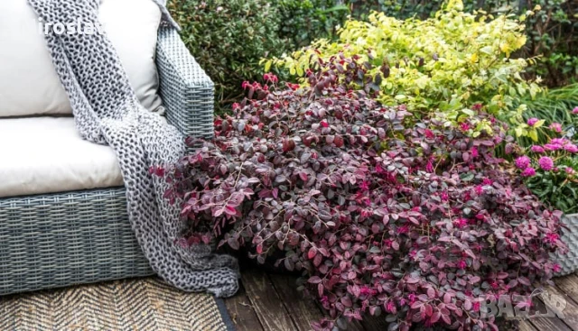 Лоропеталум, снимка 4 - Градински цветя и растения - 50936417