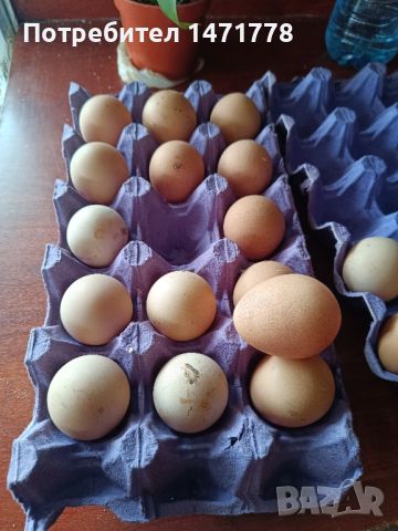 яйца от Токачка , снимка 1 - други­ - 45417429