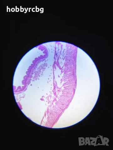 Професионален биологичен бинокулярен микроскоп 40х-1600х за STEM кабинети, училища, научни дейности, снимка 6 - Медицинска апаратура - 50769392