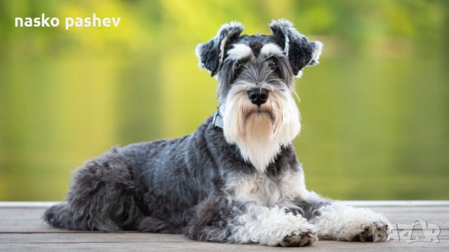 Продавам мъжки шнауцер с родословие , снимка 3 - Други - 53256706