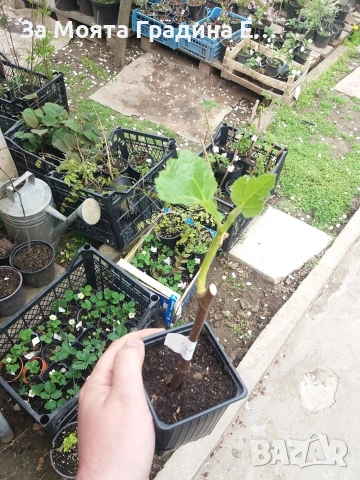 Смокиня Гигант - Султана на Марибу