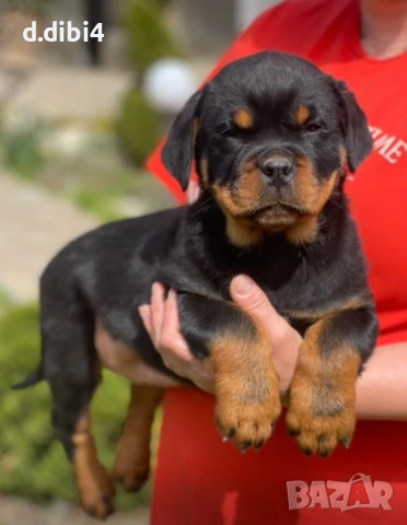 Ротвайлери 