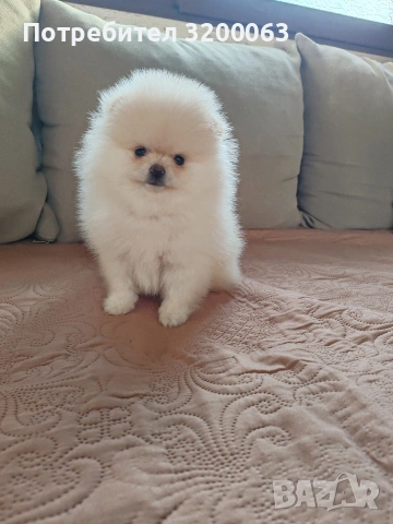 Померанче мини женско , снимка 5 - Померан - 53078151