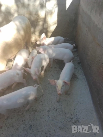 Продавам малки прасета на 50 дни, 25кг.