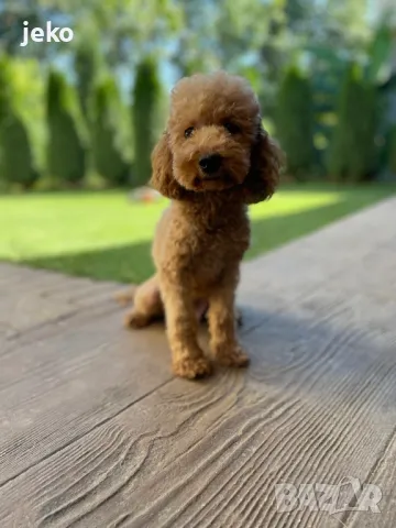 Той пудел Мини пудел последно, снимка 5 - Пудели - 49705085