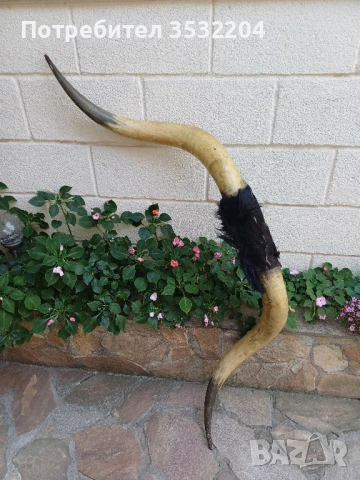 Големи биволски рога, снимка 3 - Други ценни предмети - 51359502