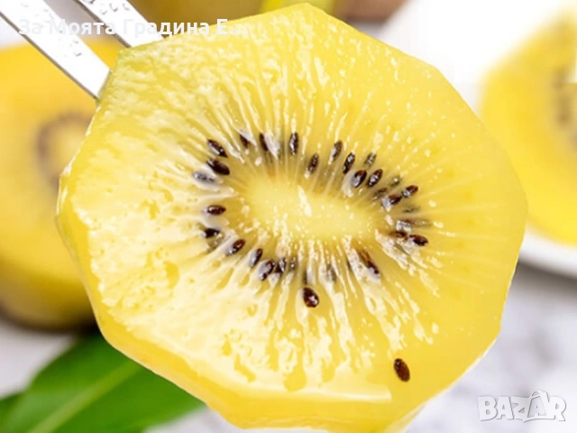 Киви 10 вида, снимка 2 - Градински цветя и растения - 53623368