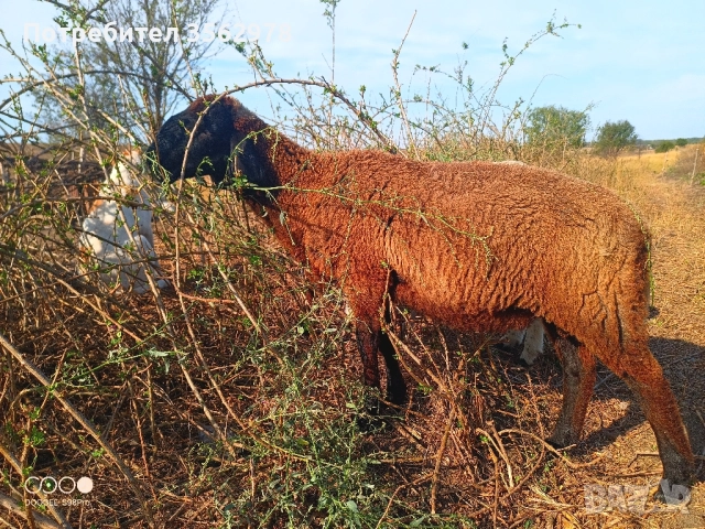 шилета, снимка 12 - Овце - 50131459