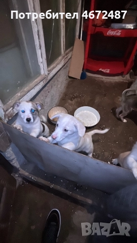 Подаряват се кученца, снимка 13 - Други - 52700983