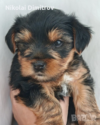 продавам йоркита, снимка 8 - Йоркширски териер - 53816766