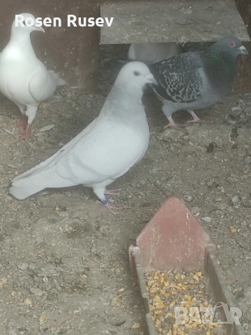 Свободни гълъби 100 бр.Пощи Ардезио гълъби на въртене , снимка 18 - Гълъби - 52429670