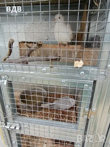 Подарявам шарени и сиви гугутки , снимка 3 - други­ - 49695132