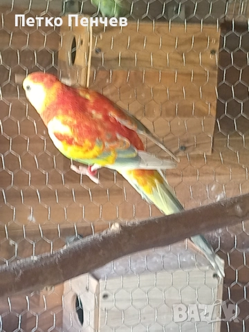 Пойни папагали , снимка 1