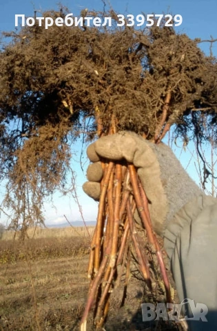 разсад за ягоди и малини записвам за март месец , снимка 17 - Разсади - 53264142