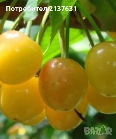 ДРЪВЧЕТАТА за засаждане : орех Пекан , боровинка ,КАЙСИЯ , ПРАСКОВА, КИВИ , МУШМУЛА и др, снимка 10 - Разсади - 40146781