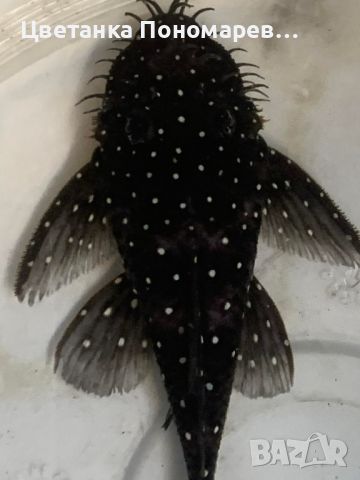  Brilliant Bristlenose Pleco L107 /  Анцитрус Л107, снимка 5 - Рибки - 46539101