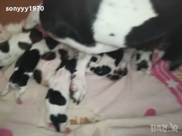 ДЖАК РЪСЕЛ БЕБЕТА-РОДЕНИ ДНЕС 11.08.25г 1108251838, снимка 2 - Джак ръсел териер - 51331559