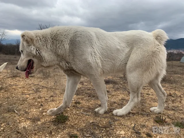 Женски Алабай - Куче Пазач на 3 години , снимка 4 - Други - 48110558