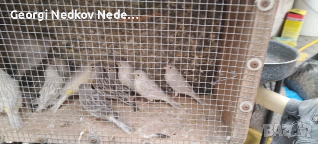 Продавам канари , снимка 6 - Канари - 52758060