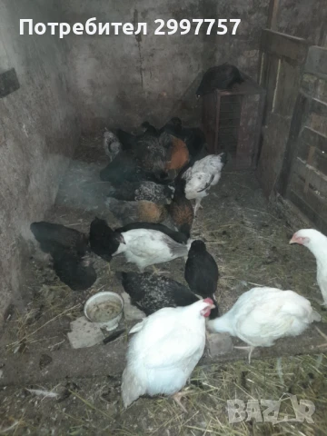 Пилета, снимка 1