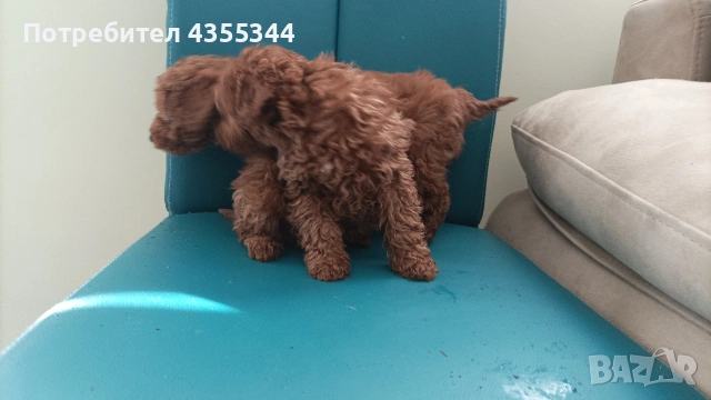 Той пудел, снимка 4 - Пудели - 53475061