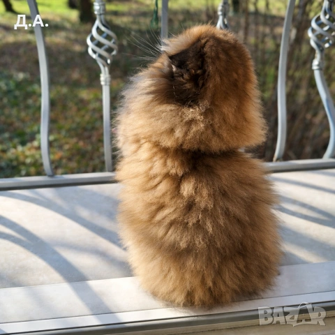 Scottish Fold , снимка 3 - Чинчили - 53786741