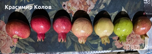 Нарове – селекция от много сортове с различни характеристики ,растения, дръвчета, снимка 5 - Градински цветя и растения - 52516852