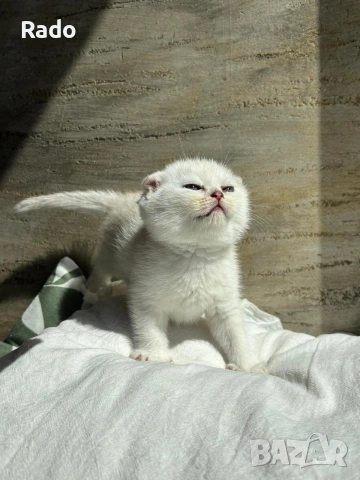 Клепоухи сребърни чинчили, снимка 10 - Чинчили - 54220677